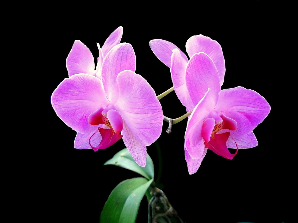 Đặc điểm của hoa phong lan, hoa phong lan