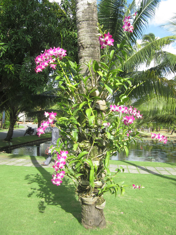 Hướng dẫn cách ghép lan lên thân cây gỗ