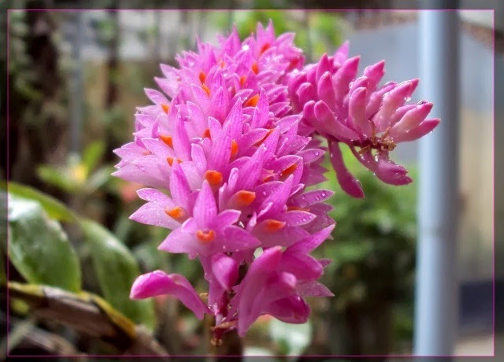 Kỹ thuật trồng lan báo hỷ