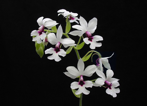 Cách trồng lan bầu rượu