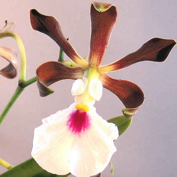 Kỹ thuật trồng lan bướm Encyclia