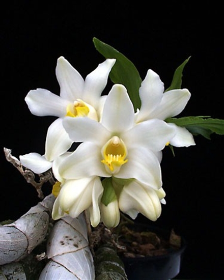 Kỹ thuật trồng lan Chysis