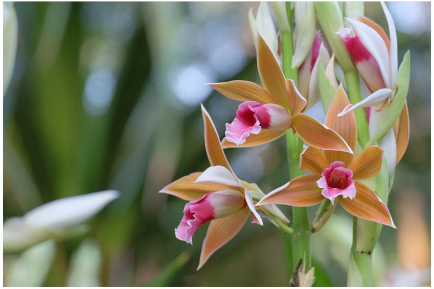 Kỹ thuật trồng lan hạc đỉnh