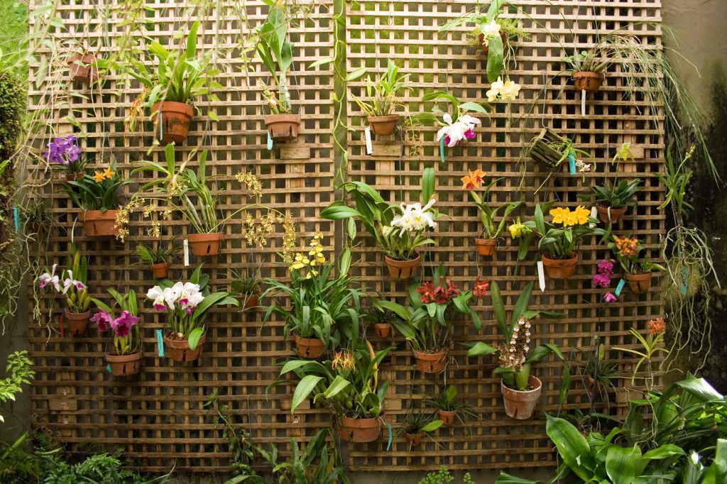 Trồng và chăm sóc lan hồ điệp trong nhà