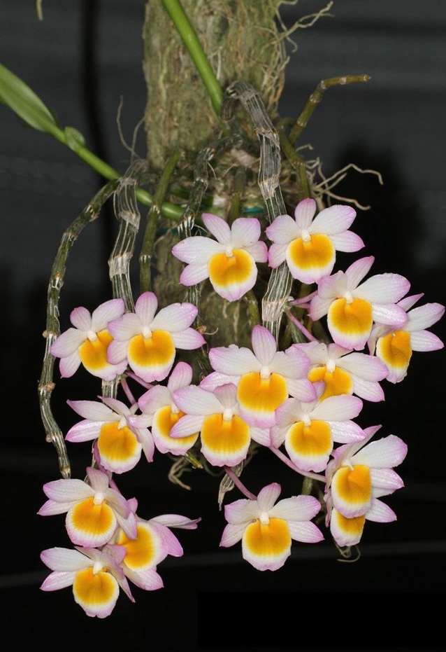 Kỹ thuật trồng lan Long Tu