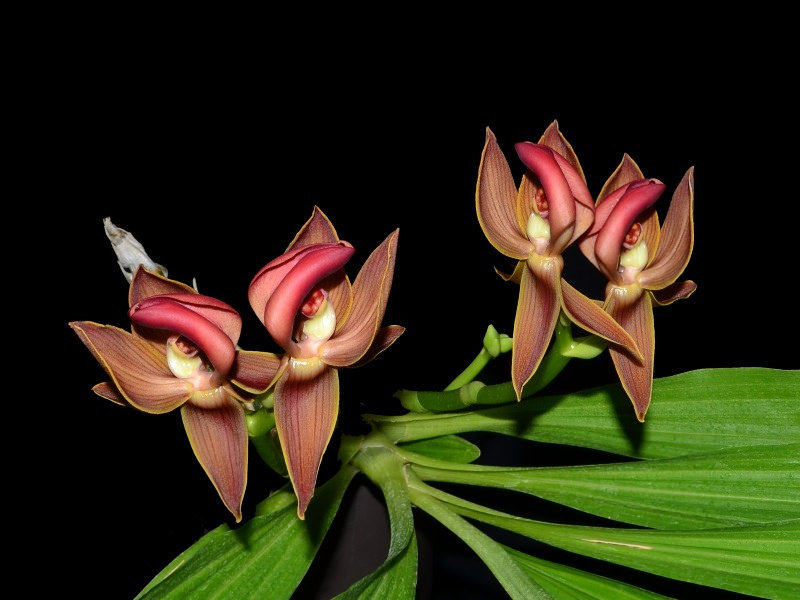 Kỹ thuật trồng lan Mormodes