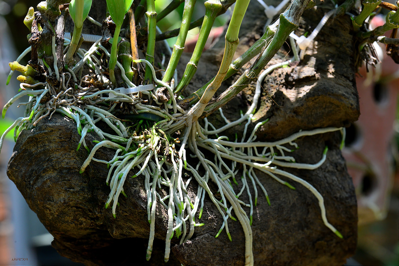 Bí quyết giúp la nhanh ra rễ