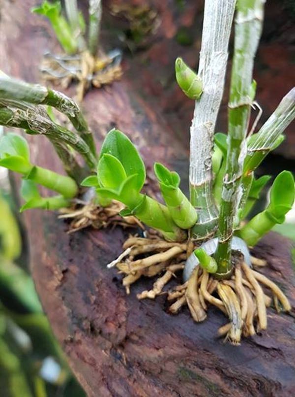 Mách bạn bí kíp kích thích lan ra nhiều mầm mới