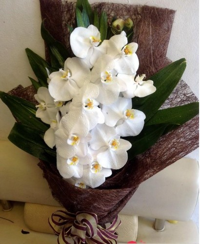 Hoa lan phù hợp để đi thăm người bệnh