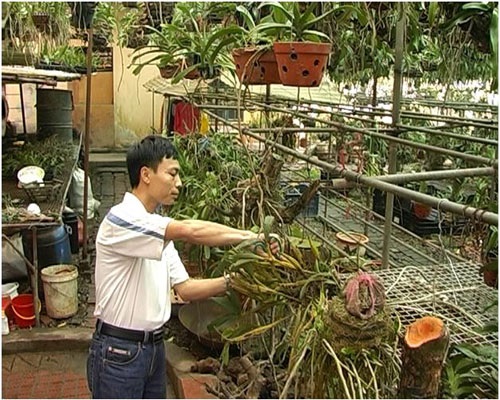 Đổi đời nhờ nghề trồng lan