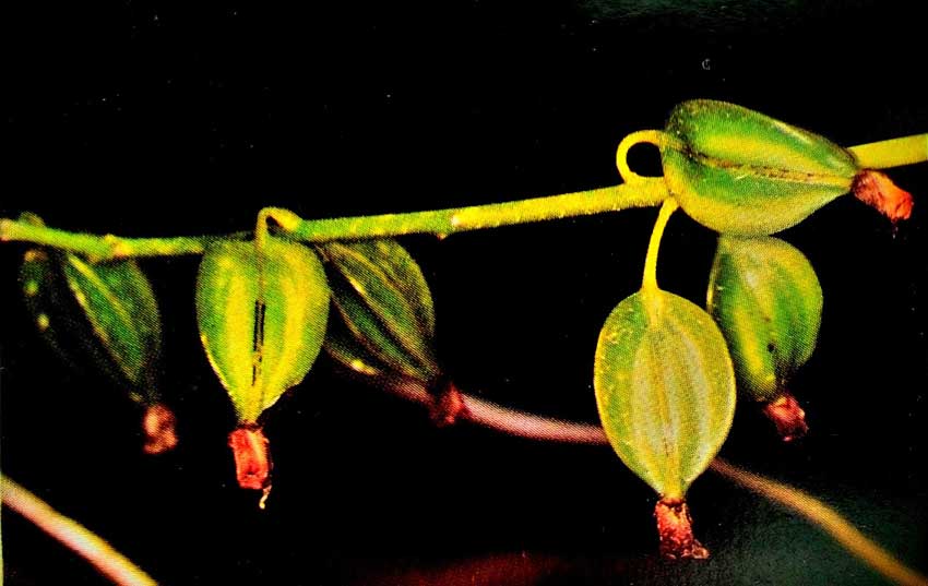 Nhân giống lan bằng phương pháp gieo hạt