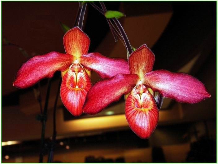 Kỹ thuật nhân giống lan Hài Đỏ