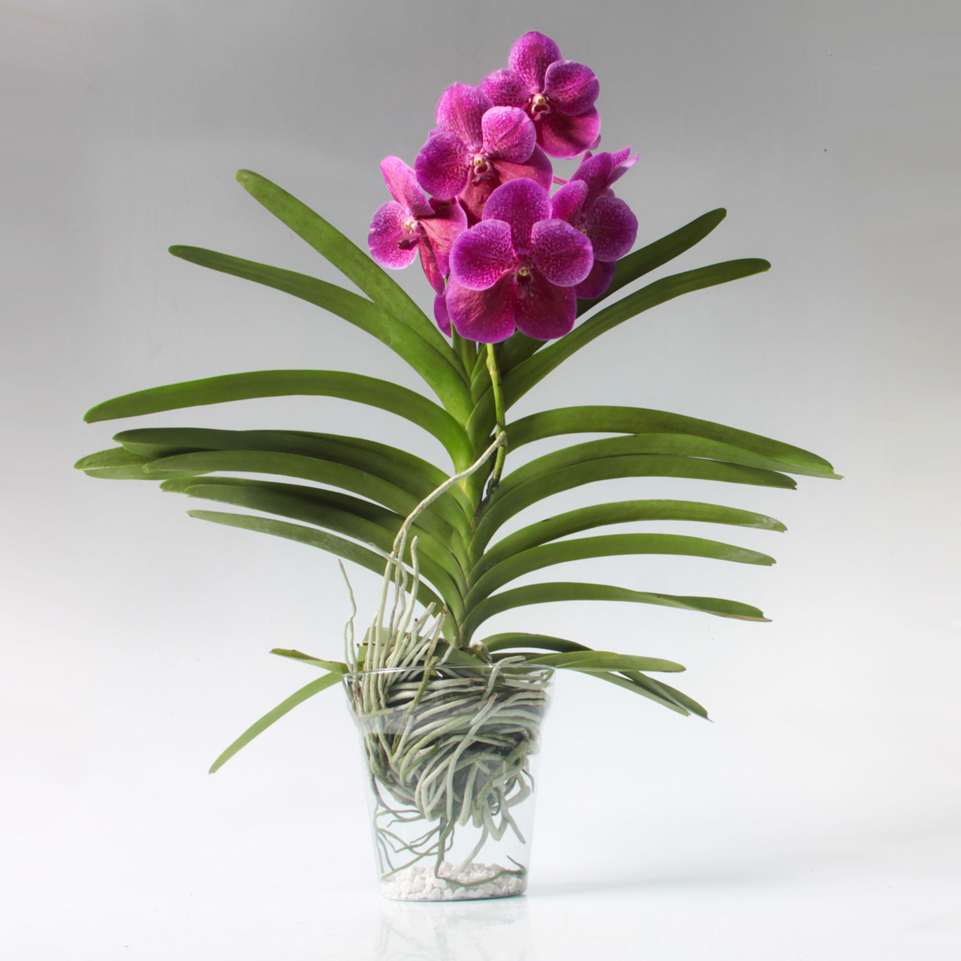 Thay chậu và nhân giống lan Vanda