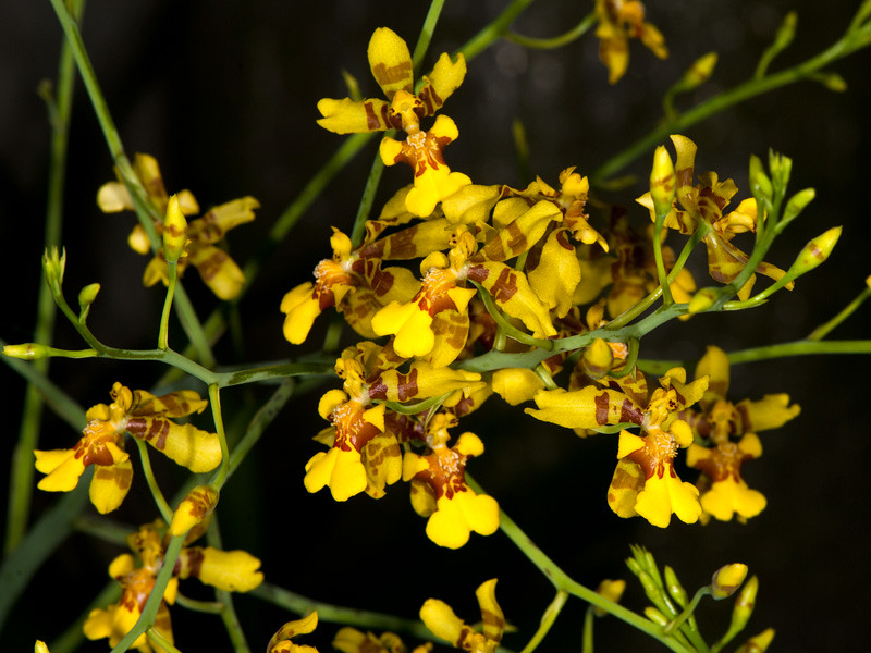 Cẩm nang kiến thức về lan vũ nữ Oncidium
