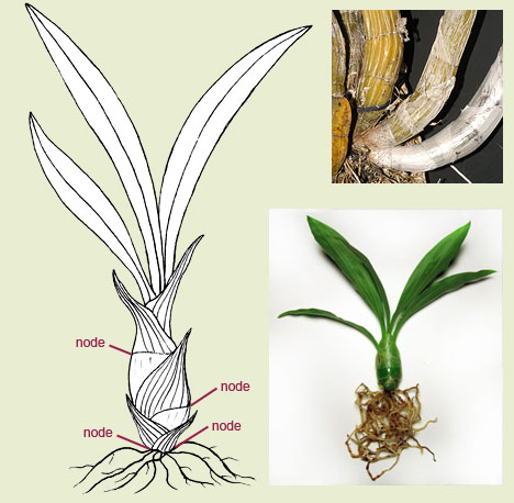 Nhân giống lan bằng phương pháp nuôi cấy giả hành