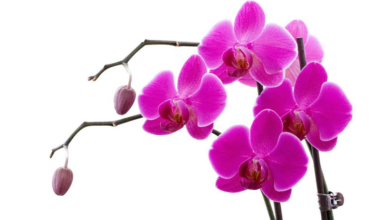 Sự tích hoa phong lan