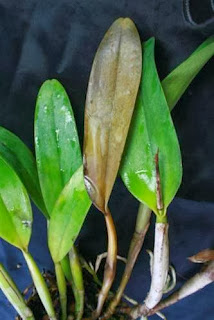 Bệnh thối ngọn hại lan