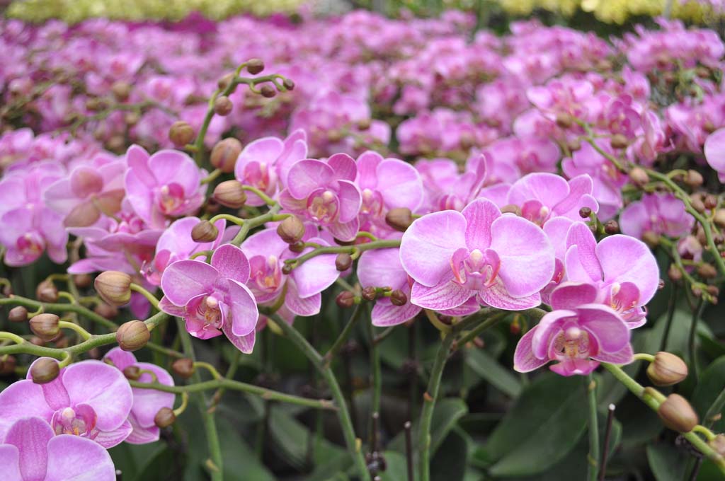 Đại Hồ Điệp mini