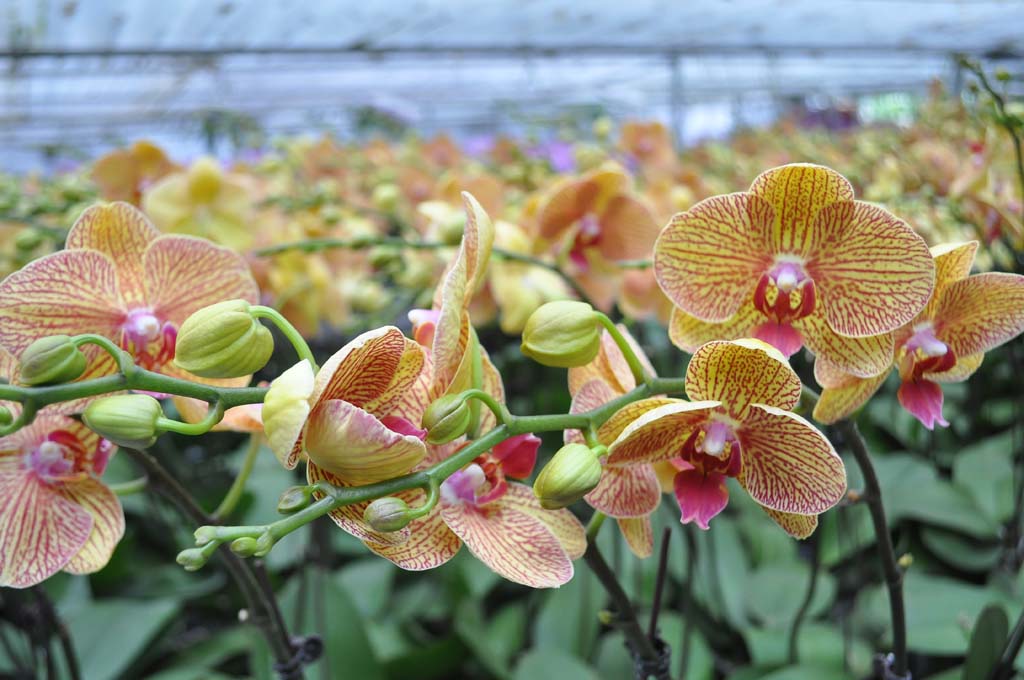 Lan Đại Hồ Điệp chuẩn bị đón Tết