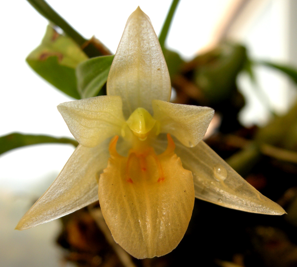 Lan khúc thần một hoa - Panisea uniflora