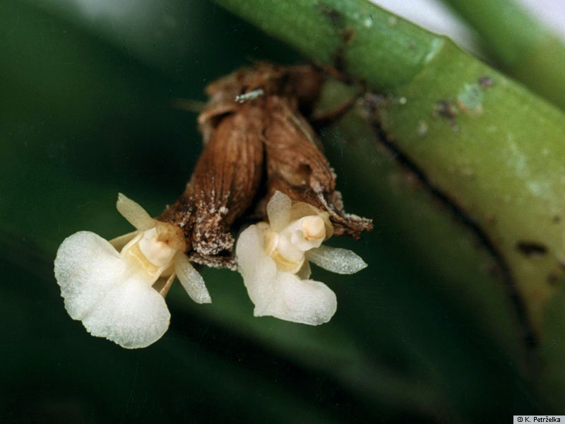 Agrostophyllum - Lan càng cua