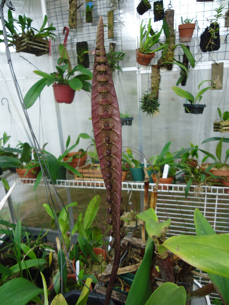 Lan rắn - Bulbophyllum purpureorachis