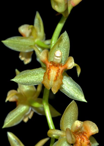 Lan thanh đạm nhám - Coelogyne rigida