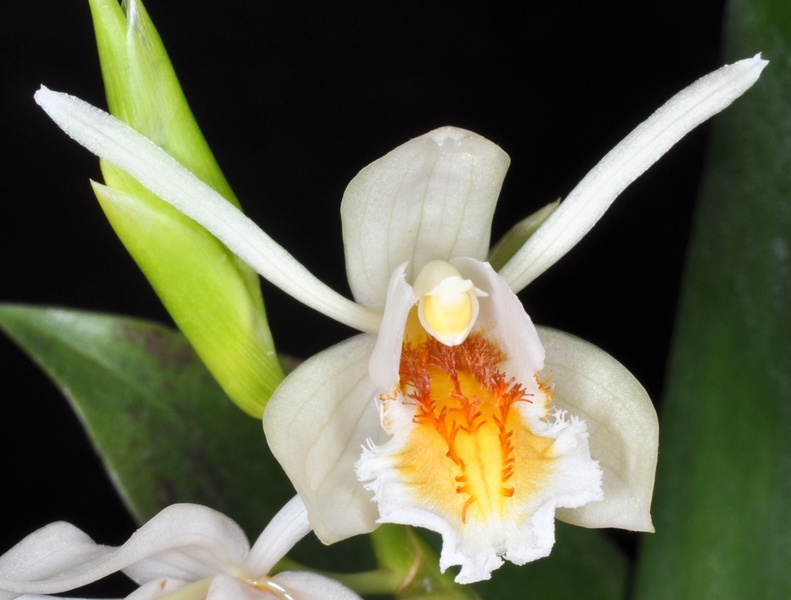 Lan thanh đạm cảnh - Coelogyne sanderae