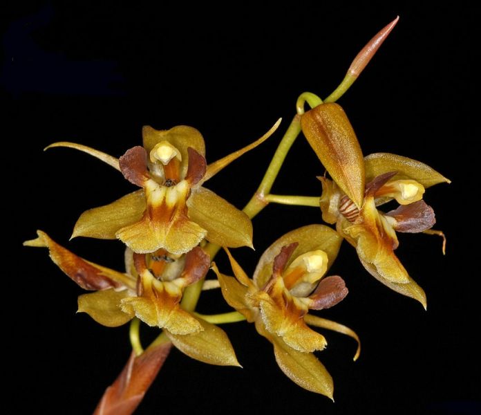 Lan thanh đạm - Coelogyne schultesii