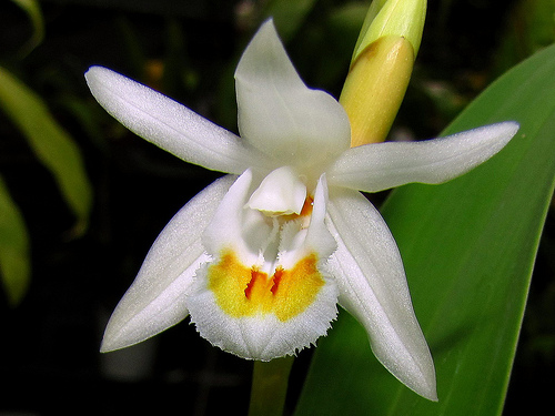 Lan Thanh Đạm Hẹp - Coelogyne stricta