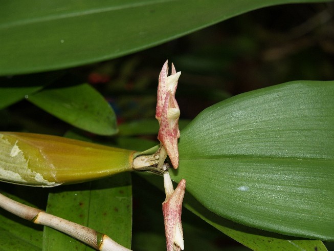 Lan Phích Việt Nam - Flickingeria vietnamensis