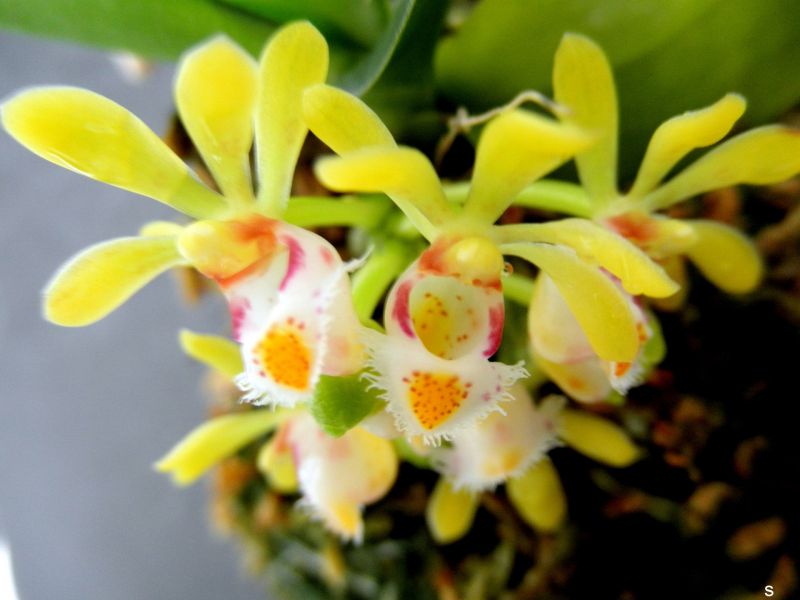 Lan Túi Thơ Xéo - Gastrochilus obliquus