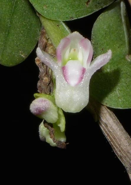 Lan chân rết móng - Appendicula cornuta