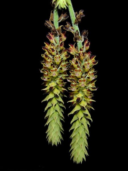 Lan đuôi chồn bông - Cleisomeria lanatum