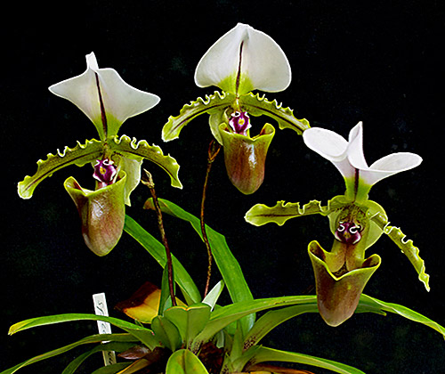 Lan hài Paphiopedilum