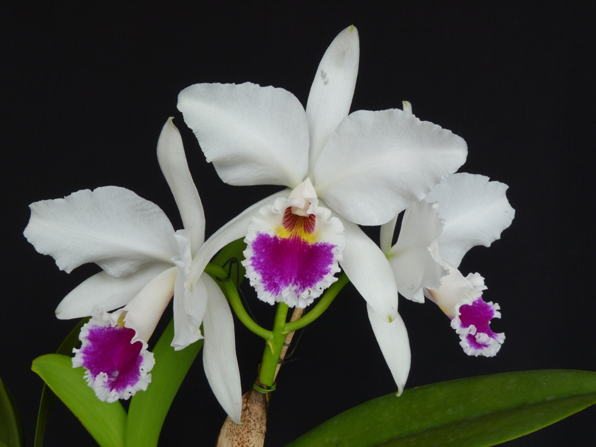 Chi lan Hoàng Hậu Cattleya