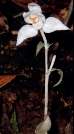 Lan hoại sinh không diệp lục Gastrodia theana