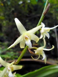 Lan len Eria javanica