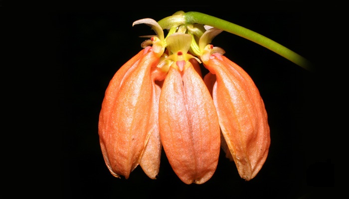 Lan lọng hồng da cam - Bulbophyllum salmoneum