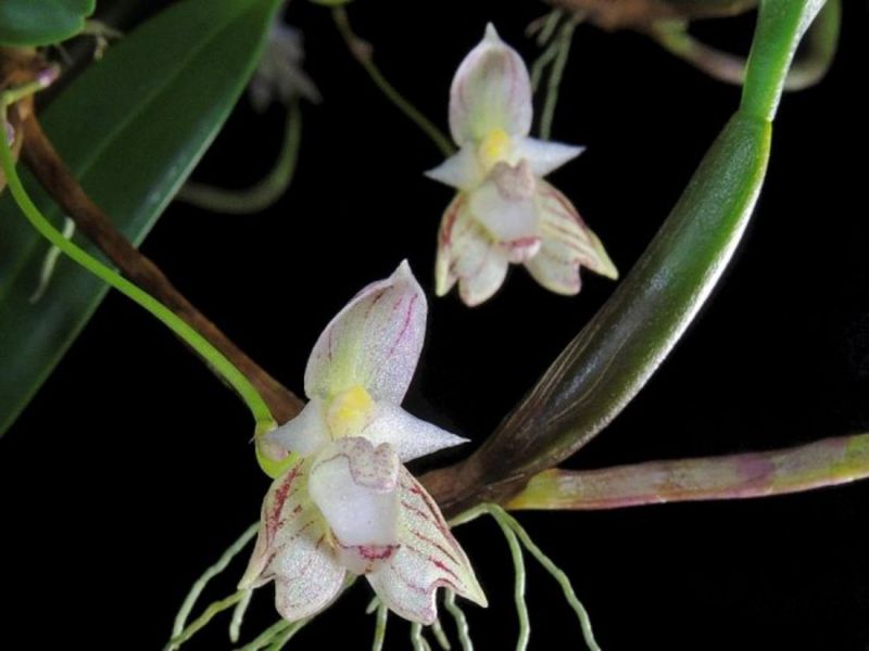Lan lọng tía - Bulbophyllum Ambrosia