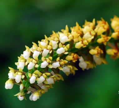 Lan mật khẩu Bi Đúp - Deceptor bidoupensis