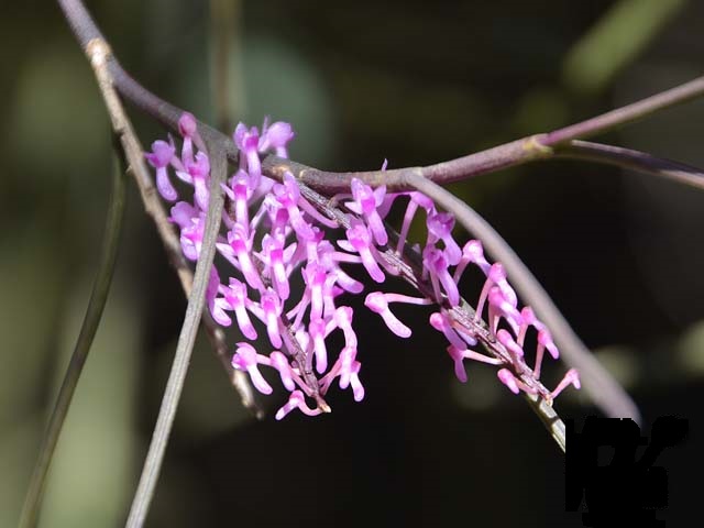 Lan mật khẩu giả - Cleisostomopsis eberhardtii