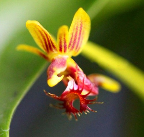 Lan môi chim mép rèm - Ornithochilus difformis