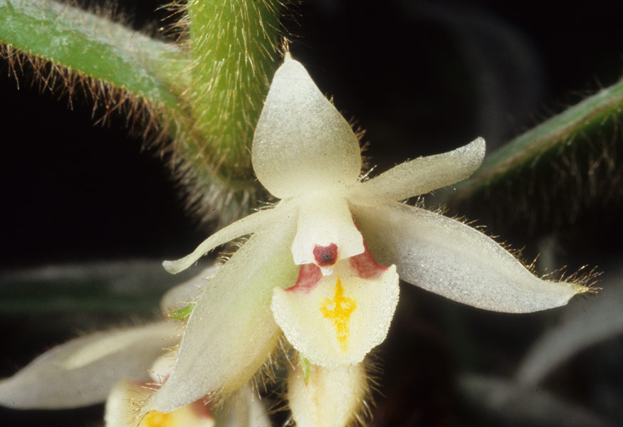 Lan nhung lá liễu - Trichotosia pulvinata