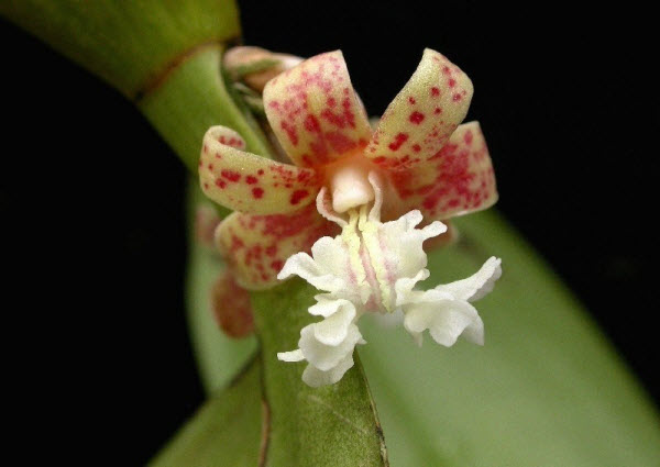 Lan thạch hộc mi - Flickingeria fimbriata