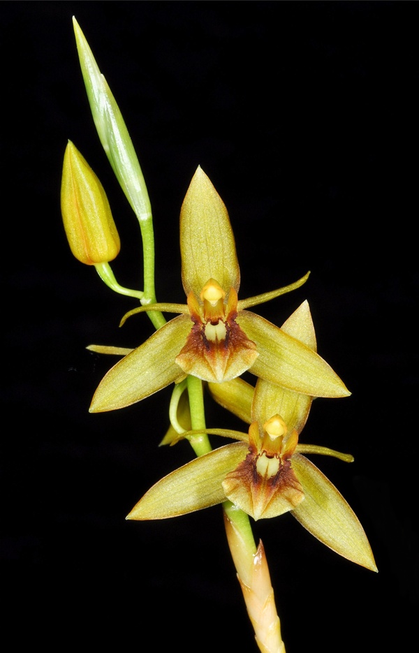 Lan Thanh Đạm - Coelogyne