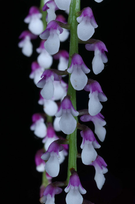 Lan trứng bướm dài - Schoenorchis gemmata