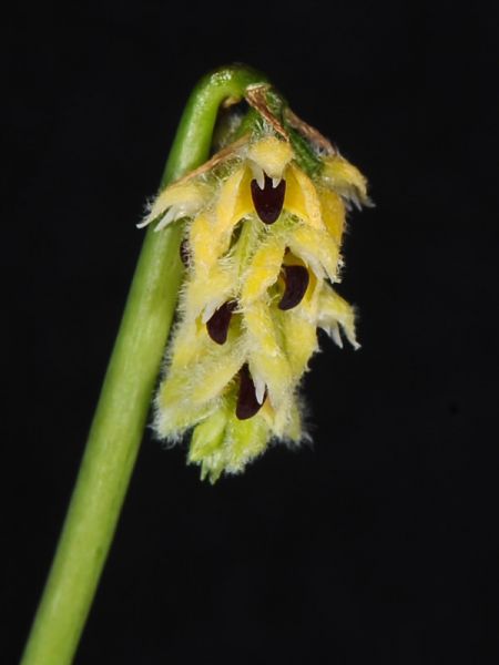Lan hành Averyanov - Bulbophyllum averyanovii