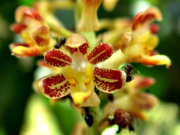 Lan túi chùy thìa - Robiquetia spatulata