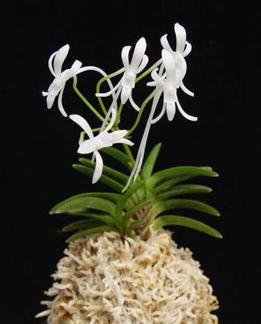 Neofinetia falcata - Lan Neo